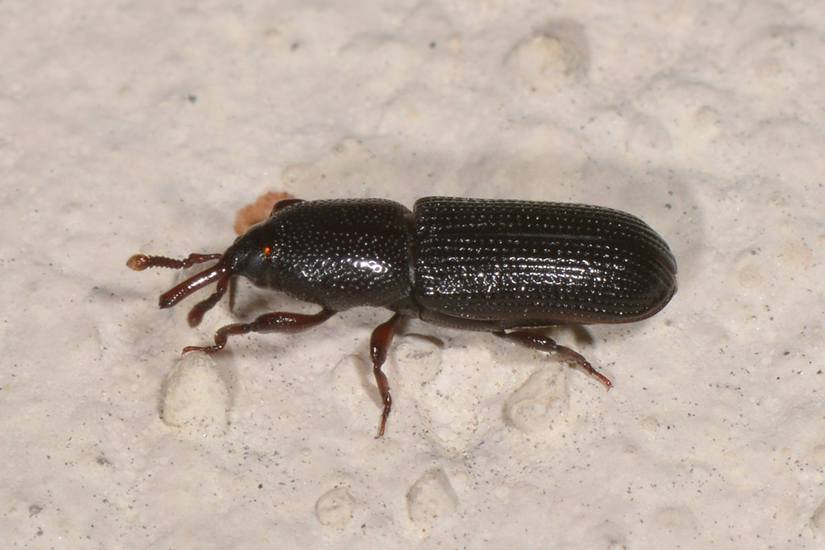 Curculionidae: Mesites cunipes, femmina